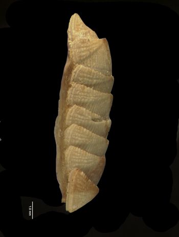 Media type: image; Malacology 155960   Description: lateral shell view;